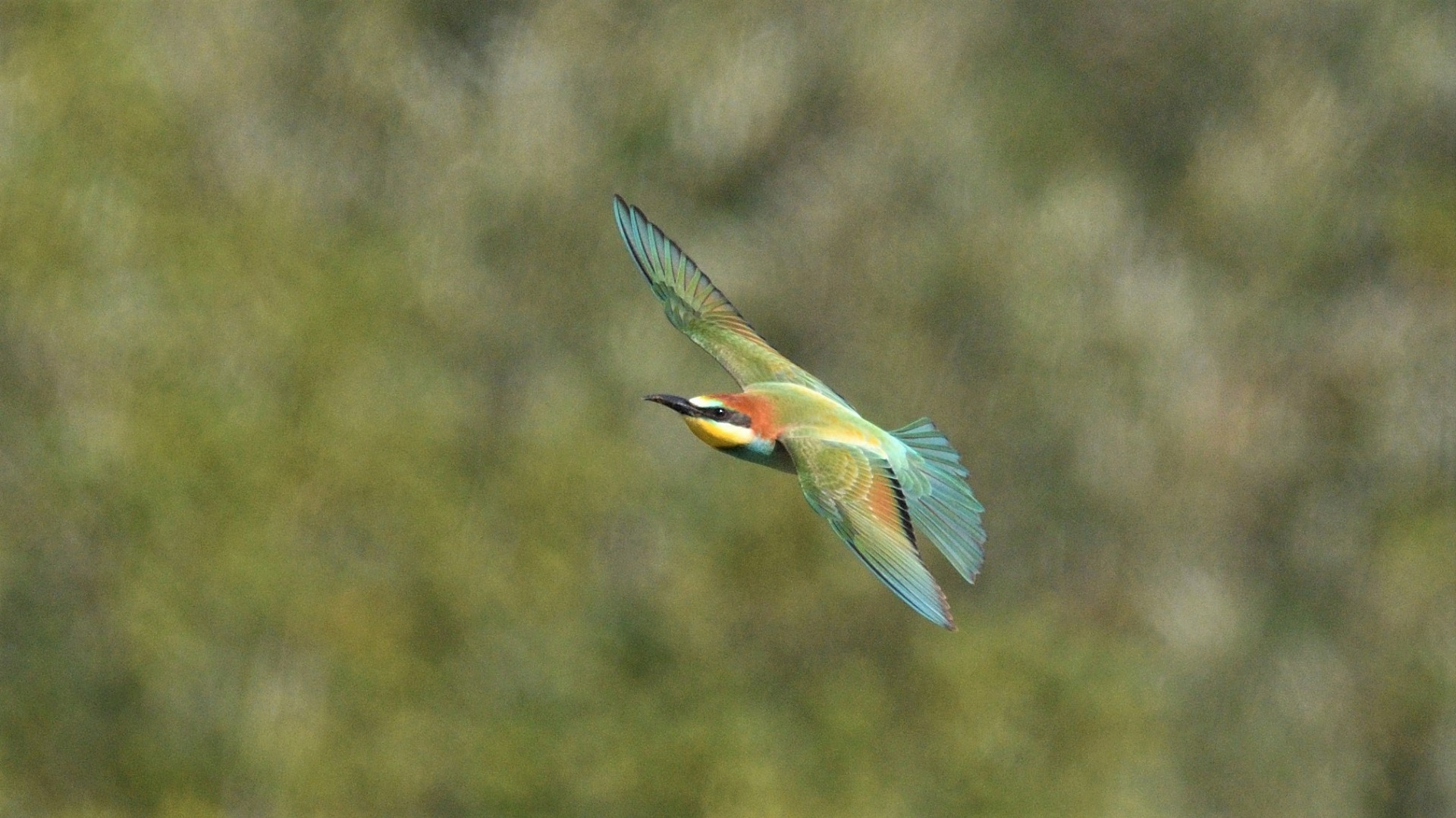 European Bee-eater